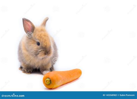 Cute Red Baby Easter Rabbit Eating Carrot White Background Stock Photo