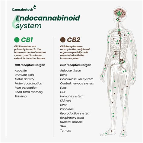 The Endocannabinoid System A Comprehensive Guide You Should Know