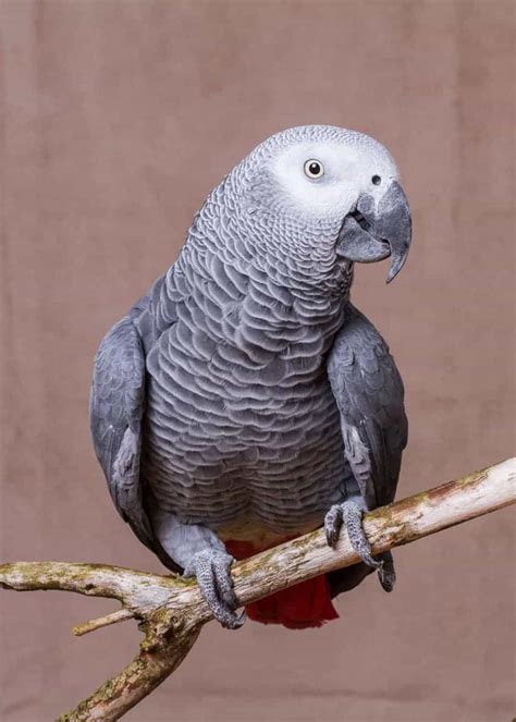 44 African Grey Parrot Facts Complete Guide Talkative Congo Grey