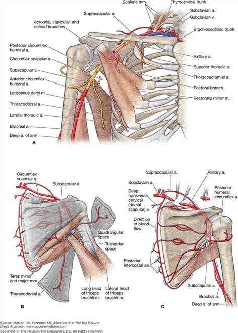 A Branches Of The Subclavian And Axillary Arteries B Posterior View