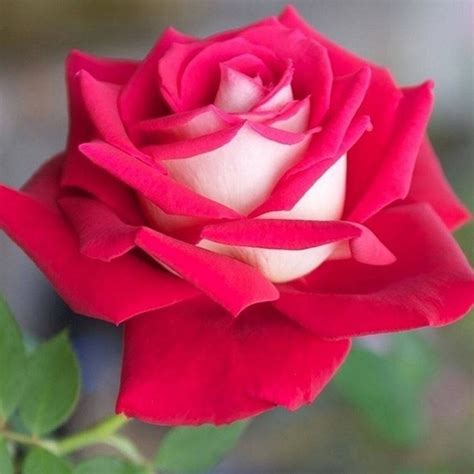 Osiria Roses Have Both Red And White Petals