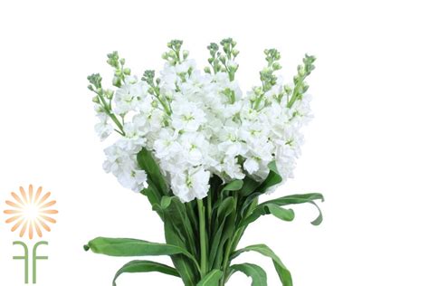 Wholesale Flowers White Stock Fabulous Florals