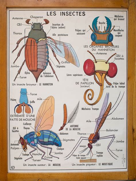 Les Insectes Les Invertébrés Vintage Affiche Scolaire Etsy