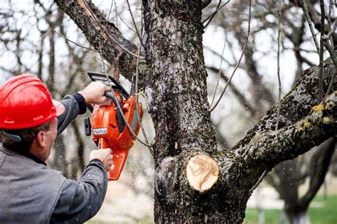 How To Trim A Large Tree Best Pruning Techniques