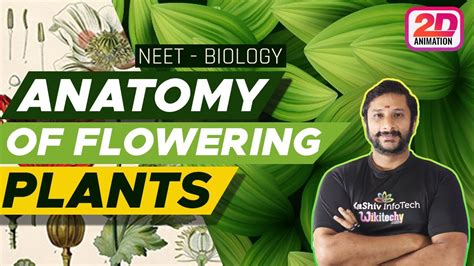 Anatomy Of Flowering Plants Neet Biology Youtube