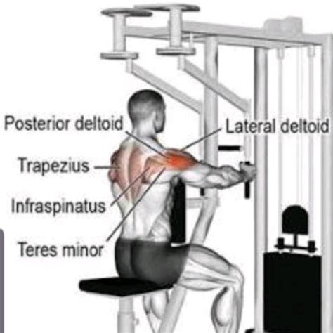 Rear Delts By David M Exercise How To Skimble