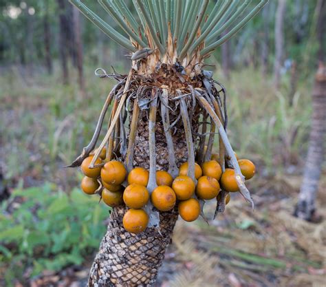 Cycad Closeup Charles Darwin National Park01 Seed Pods Seed Art