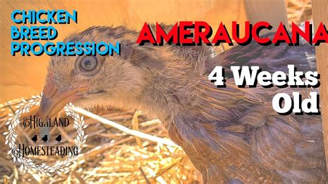 Ameraucana Chicken Breed Progression Of Chick To Adult Weeks Old