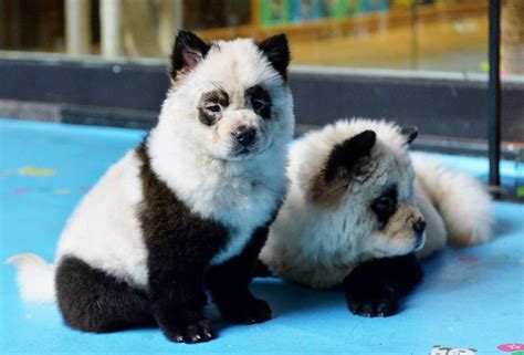 Baby Panda Cubs Look Like Dog Cute Picture Panda