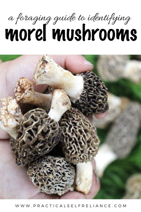 Foraging Morel Mushrooms Stuffed Mushrooms Morel Mushroom Herbal