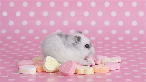 Cute Hamster Pink Animal Hd Wallpaper Peakpx