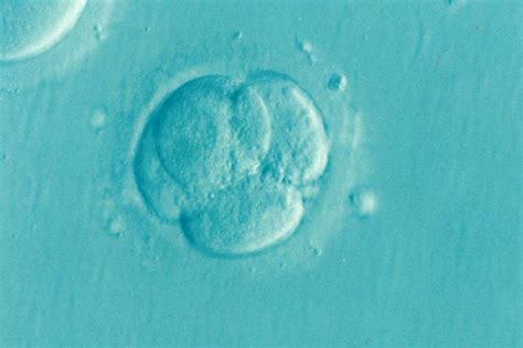 Human Egg Cells Grown From Earliest Stage To Maturity In Laboratory Radio Newshub