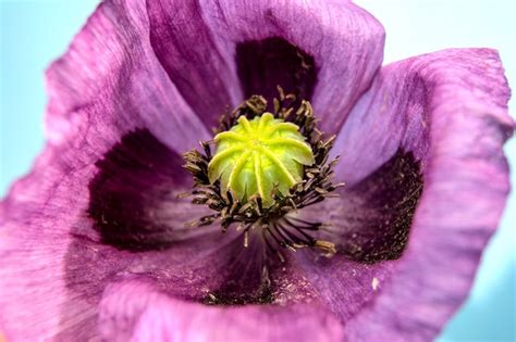 Premium Photo Purple Poppy Flower Close Up Macro Photo Of Beautiful