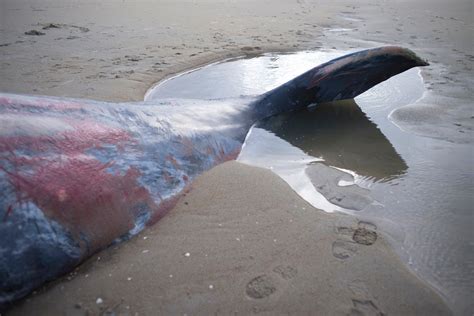 Sperm Whale Swallows 64 Pounds Of Trash Dies Of Gastric Shock Fox News