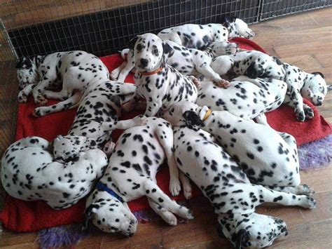 25 Where Can I Find Dalmatian Puppies Picture Bleumoonproductions