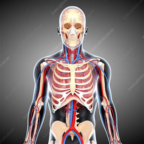 Upper Body Anatomy Artwork Stock Image F0060681 Science Photo