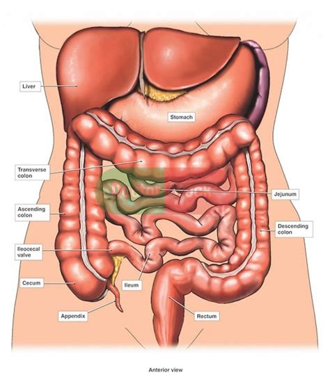 Abdominal Peritoneal Cavity Abdominal Cavity Anatomy Abdomen Peritoneal
