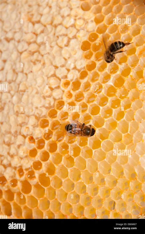 A Close Up Of A Bee Hive Stock Photo Alamy