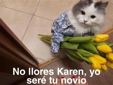¿amas A Los Michis Tienes Que Ver Estos Memes De Gatos Film Daily