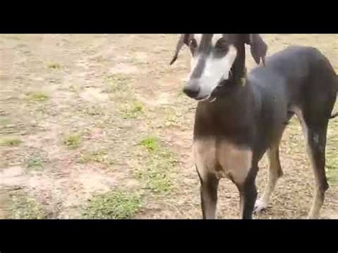 Indian breed Chippiparai kanni dog speed test and speed ... The breed is used mainly for coursing.