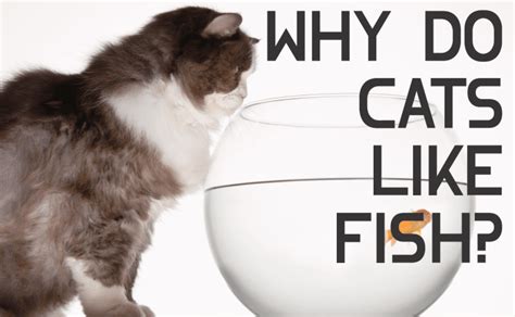 Why Do Cats Like Fish Catwiki