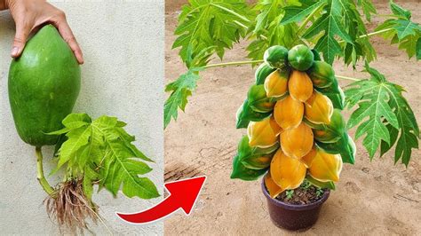 How To Propagate Papaya Trees For Many Fruits To Eat All Year Round