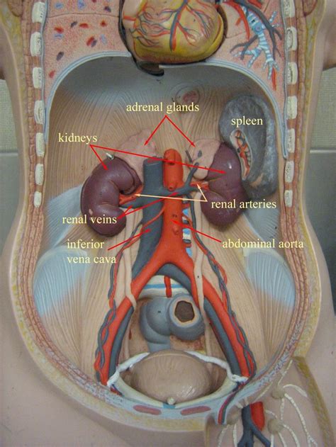 Body planes and body directions 2. Abdominal cavity just the kidneys left | Medical anatomy ...