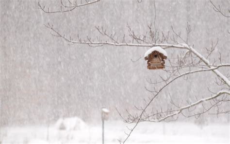 Winter Storm House Snow Birds Wallpaper 1920x1200