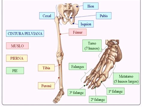 Los Huesos ¿qué Son Anatomía Funciones Tipos Características Y