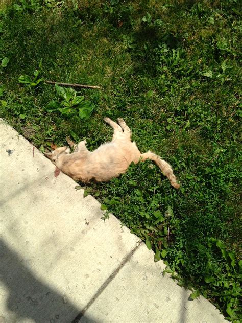 Rip Gringa Another Dead Cat Found In Avondale Cats In My Yard