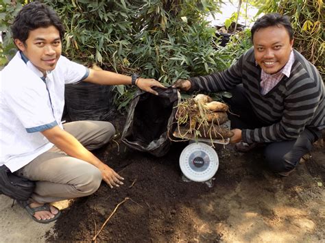 Check spelling or type a new query. Ubi Cilembu di Polybag (Alternatif Bertanam Terbaru) ~ PSM ...