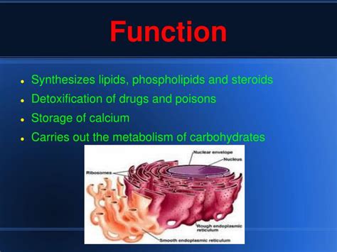 It also metabolizes carbohydrates and regulates calcium concentration, drug detoxification, and attachment of receptors on cell membrane proteins. PPT - Smooth Endoplasmic Reticulum PowerPoint Presentation ...