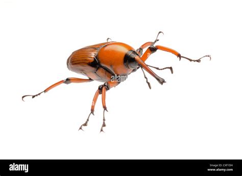 Snout Beetle Hi Res Stock Photography And Images Alamy