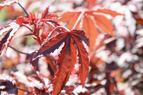 Drought and heat tolerant, beautiful in the landscape, and the branches make a striking addition to large bouquets. Mahogany Splendor hibiscus brings purple | Mississippi ...