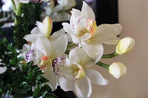 White Orchids Free Stock Photo Public Domain Pictures