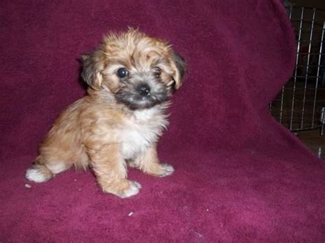 Morkie in dogs & puppies for sale. Cute teacup Morkie Puppies for Sale in Bellefontaine, Ohio ...