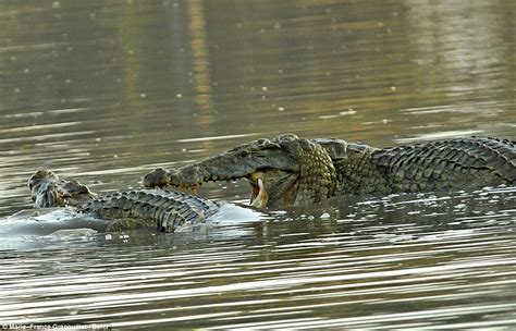 Pictures Show The Moment Two Nile Crocodiles Do Battle Underwater