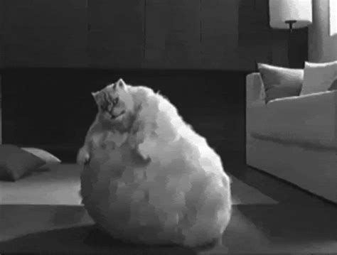 Fat Cat Dancing Bounce Black And White 