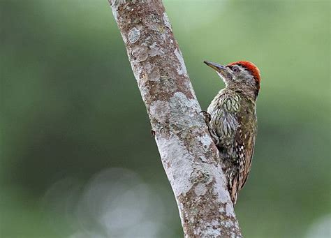Streak Throat Woodpecker In Karnataka India Woodpecker Beautiful