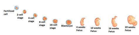 Sexual Reproduction Stages Of Sexual Reproduction Byjus