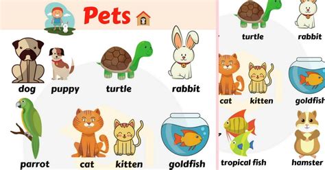 Huge List Of Pets And Different Types Of Pets With Pictures 7esl