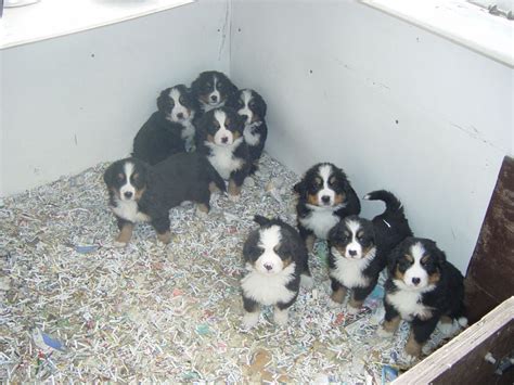 Beautiful Bernese Mountain Dog Puppies Ashbourne