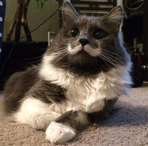 Not My Instagram Pic Of Hamilton Aka Hammy The Cat With A Mustache