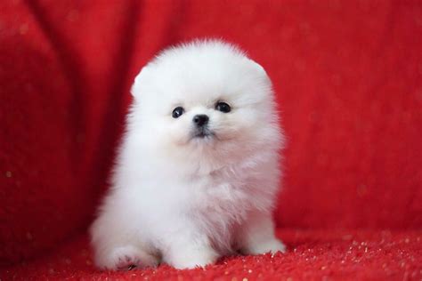Pure White Pomeranian Teddy Bear Teacup Puppies In