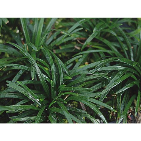 I have a dry stream bed with stone and dwarf mondo grass that has some weeds in it. Shop 1.29-Quart Dwarf Mondo Grass (L5449) at Lowes.com
