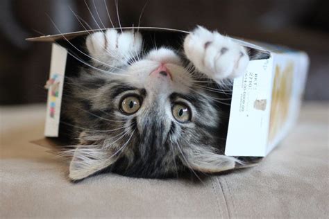 The 8 Best Photos Of Cats Stuck In Boxes Period Amazing Animals