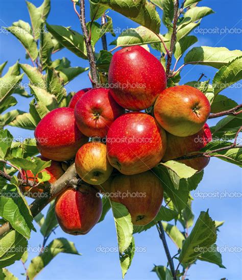 Ripe Apples At The Tree — Stock Photo © Hackman 36801431