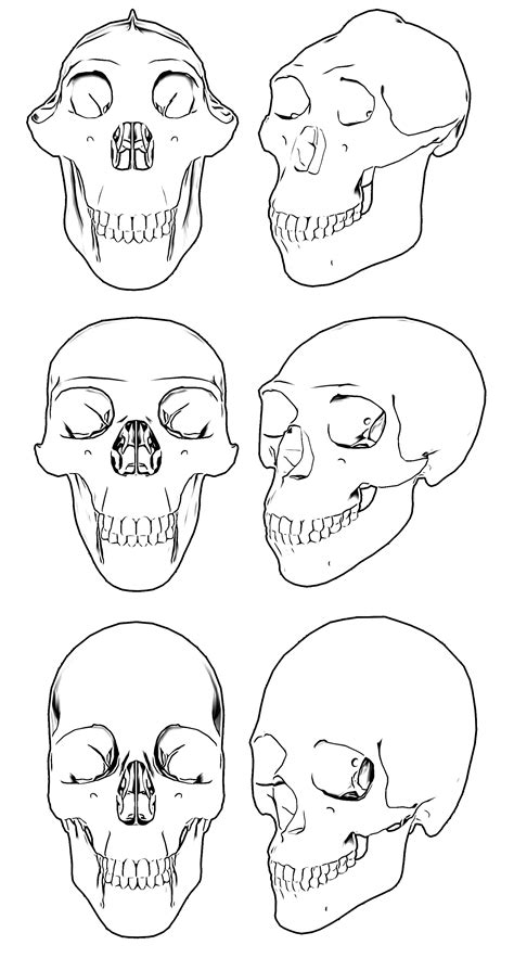 Skulls Skeleton Anatomy Drawing Free Image Download