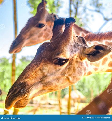 Long Necked Giraffe Beautiful Spotted Amazing Beast Stock Photo