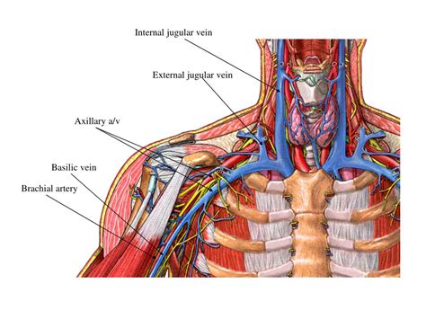 External Jugular Vein